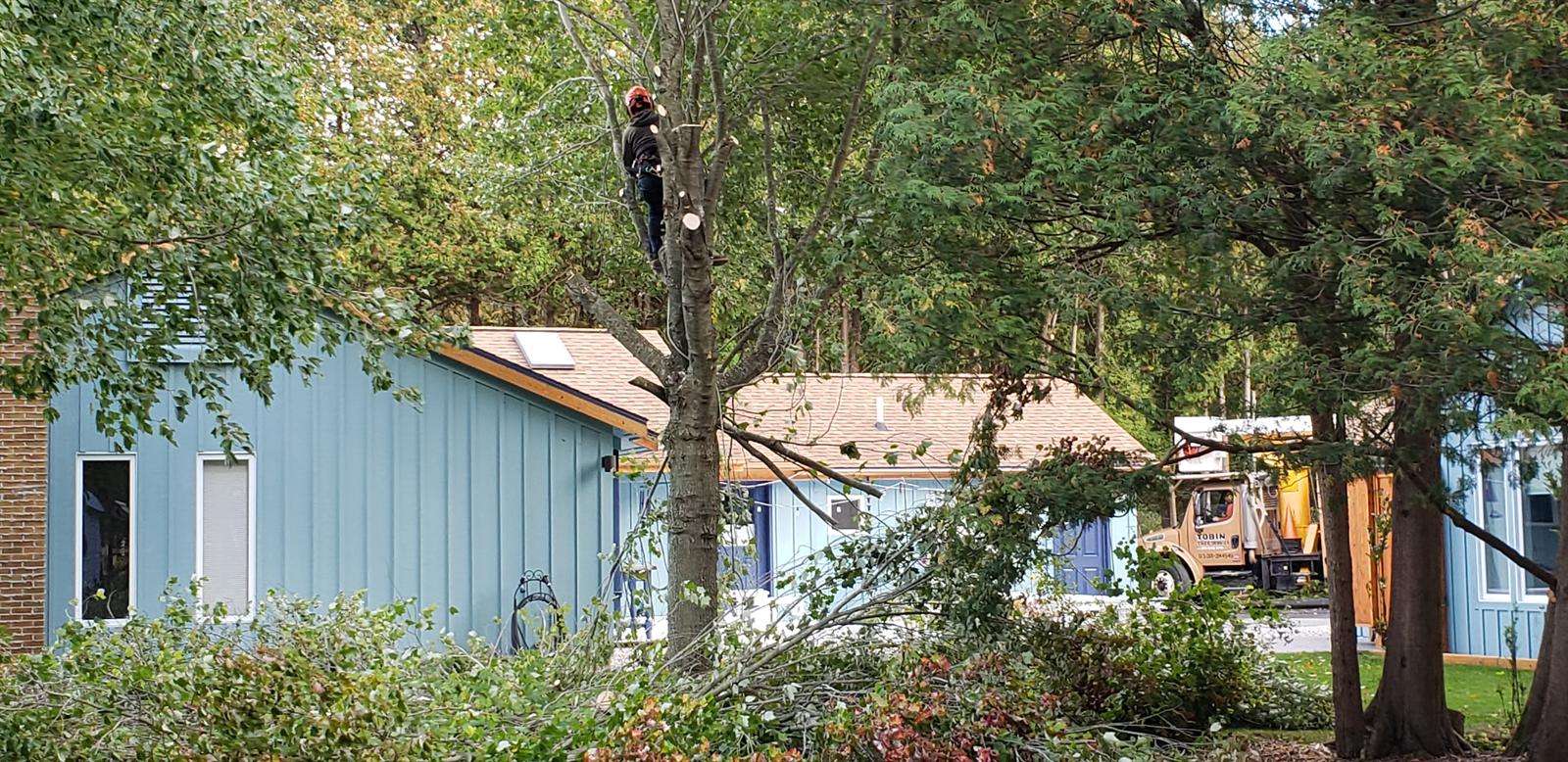 A climber taking limbs out of the maple