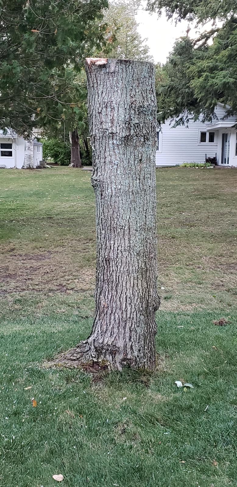 The maple later on October 11