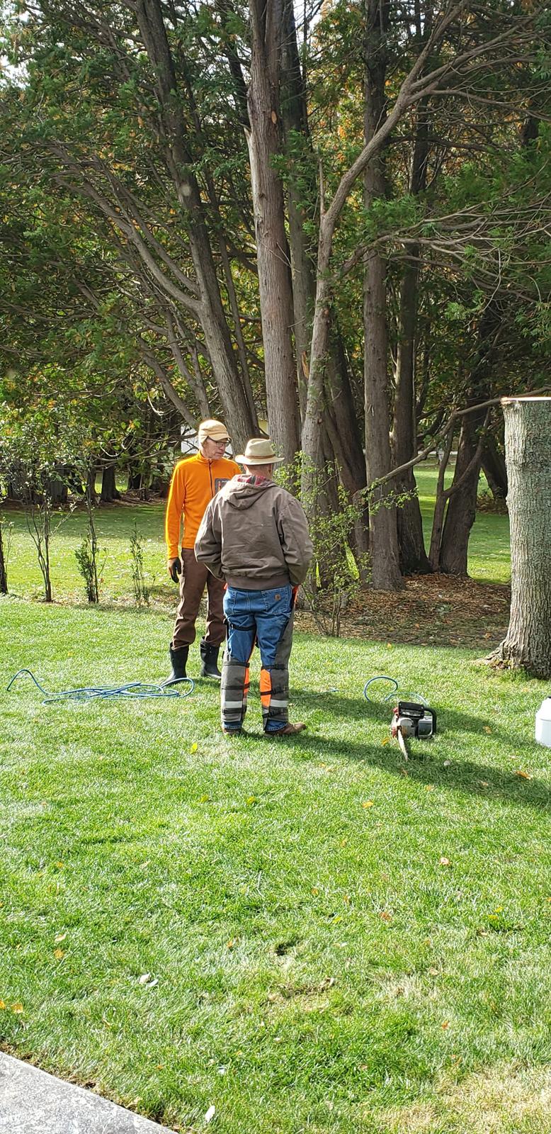 The maple stump left standing, with a chainsaw on the lawn